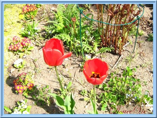 230-Tulipes rouges